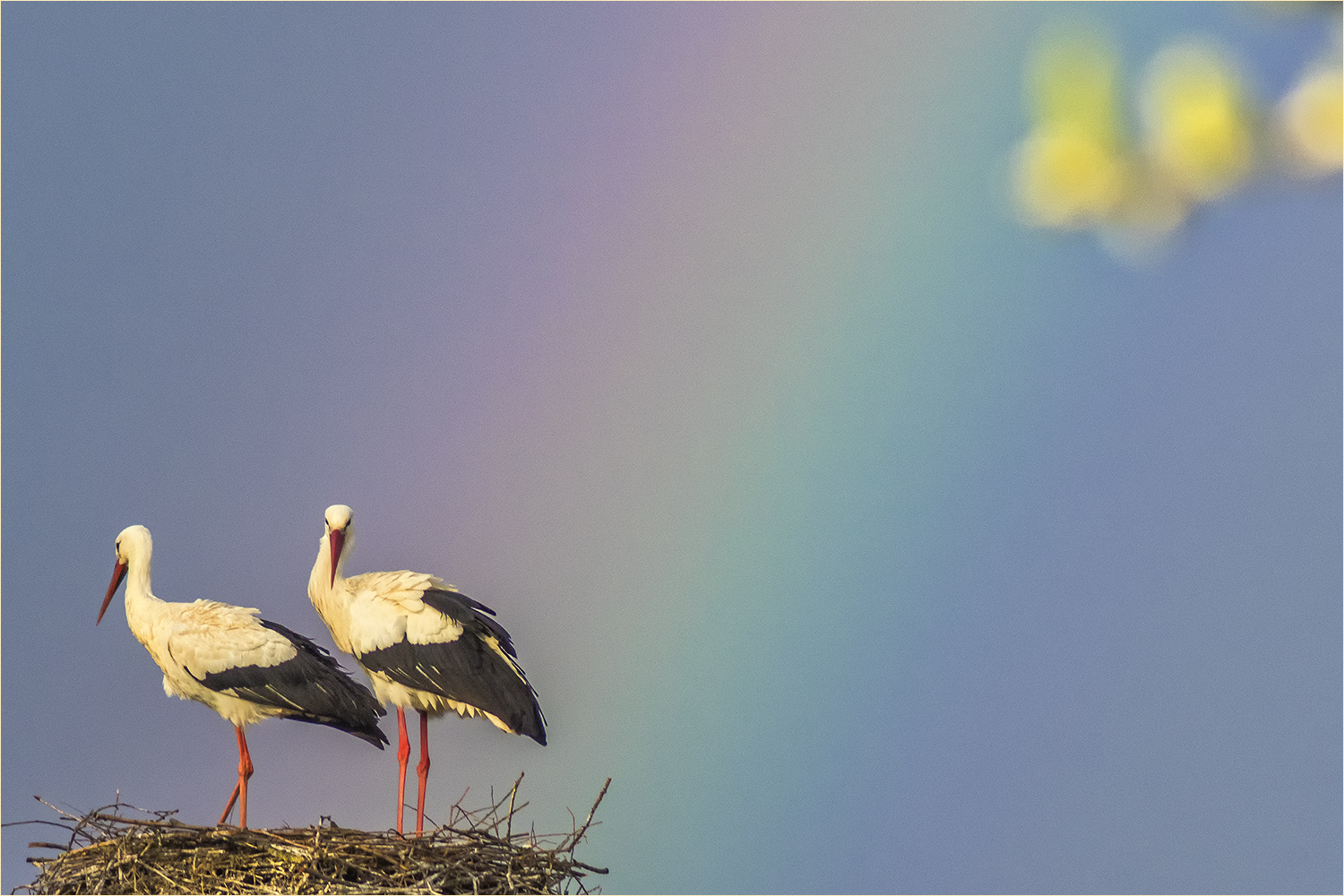 regenbogenstörche reload