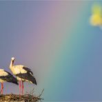 regenbogenstörche reload