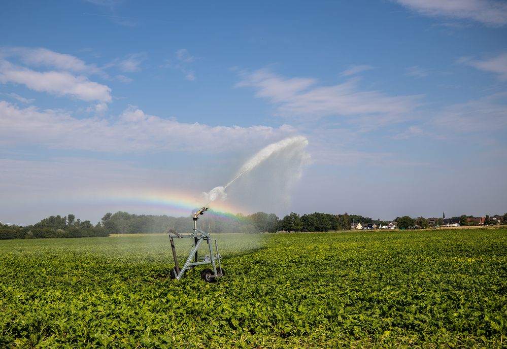 Regenbogie **