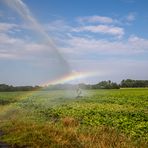 Regenbogie !!