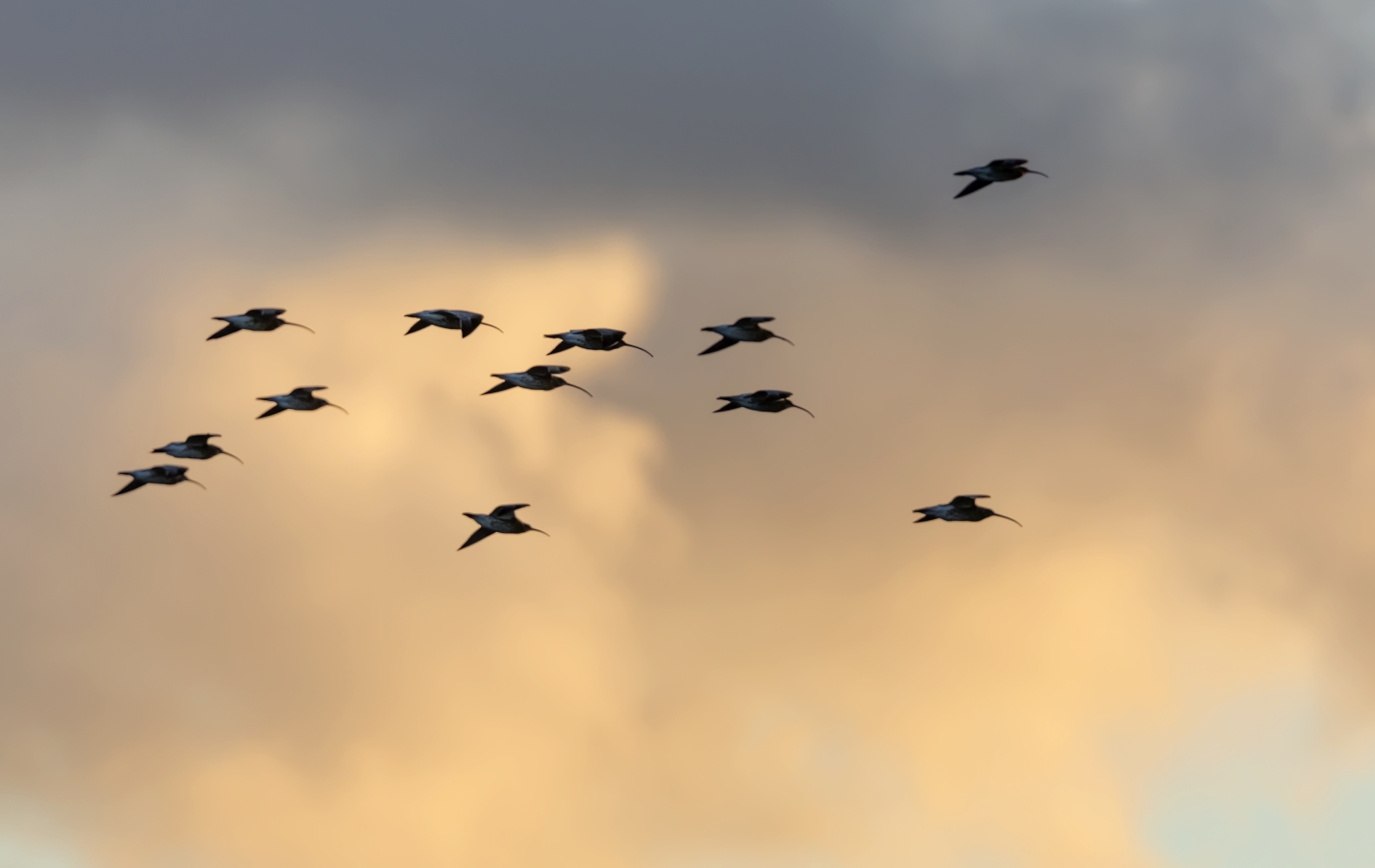 Regenbrachvögel?