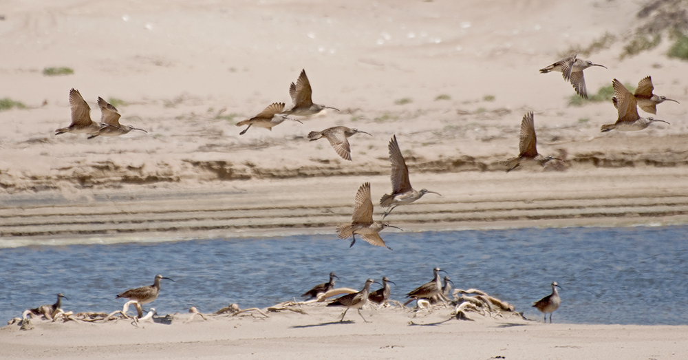 Regenbrachvögel - Whimbrel (N. p. hudsonicus)