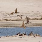 Regenbrachvögel - Whimbrel (N. p. hudsonicus)