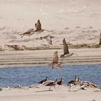 Regenbrachvögel - Whimbrel (N. p. hudsonicus)