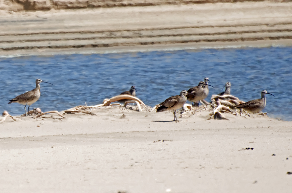 Regenbrachvögel - Whimbrel (Numenius phaeopus hudsonicus)