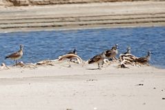 Regenbrachvögel - Whimbrel (Numenius phaeopus hudsonicus)