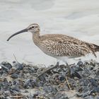 Regenbrachvogel