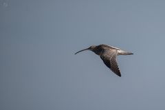 Regenbrachvogel