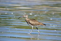 Regenbrachvogel