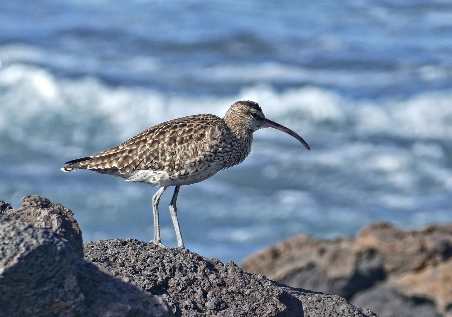 Regenbrachvogel