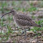 Regenbrachvogel