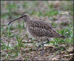 Regenbrachvogel