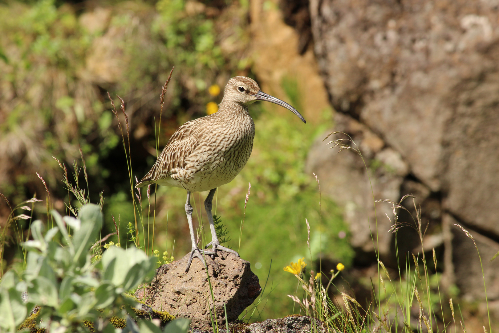 Regenbrachvogel