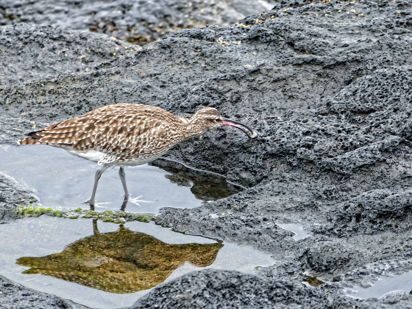 Regenbrachvogel