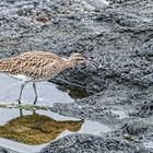 Regenbrachvogel