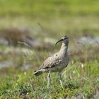 Regenbrachvogel