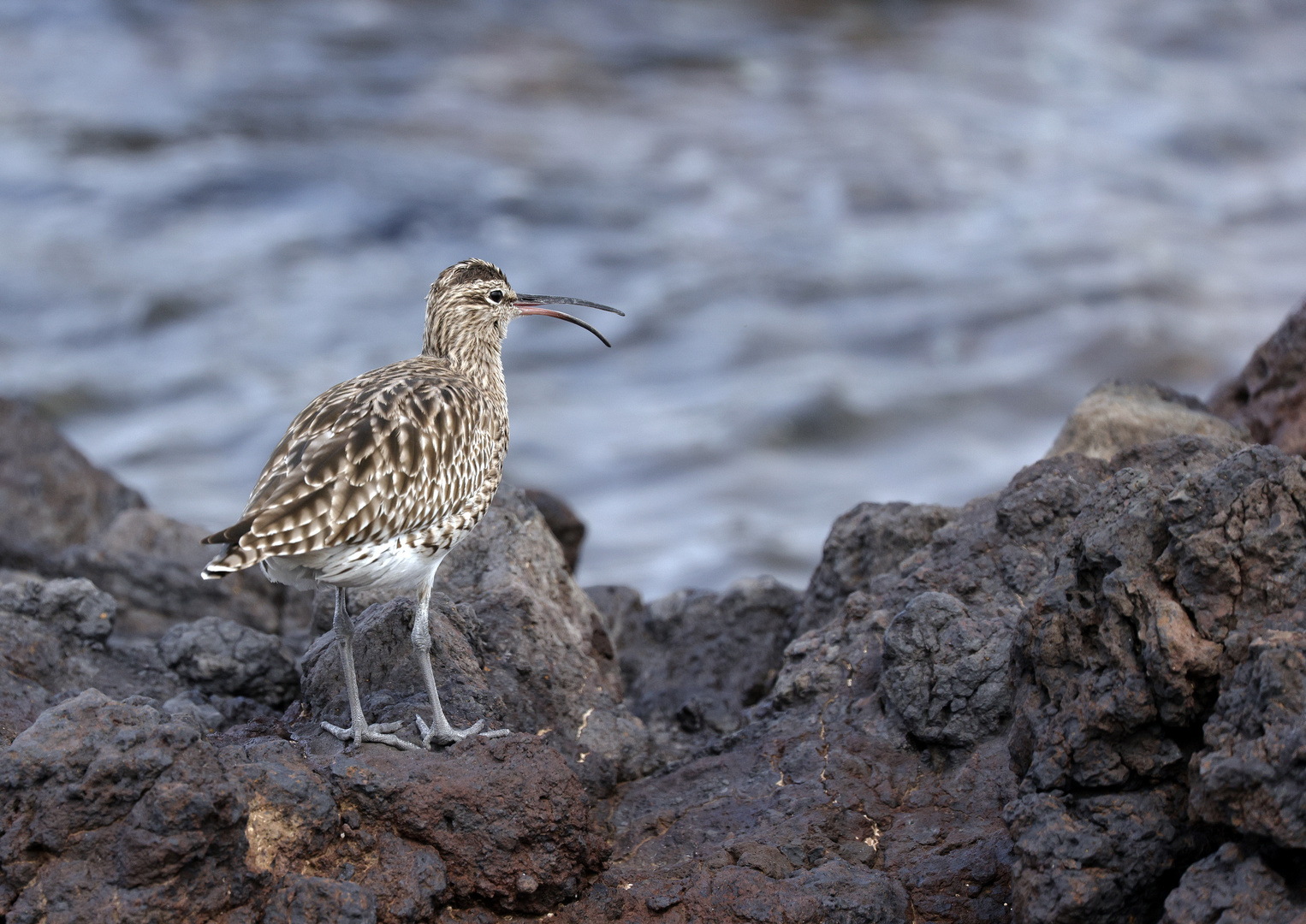 Regenbrachvogel