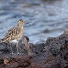 Regenbrachvogel