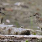 Regenbrachvogel