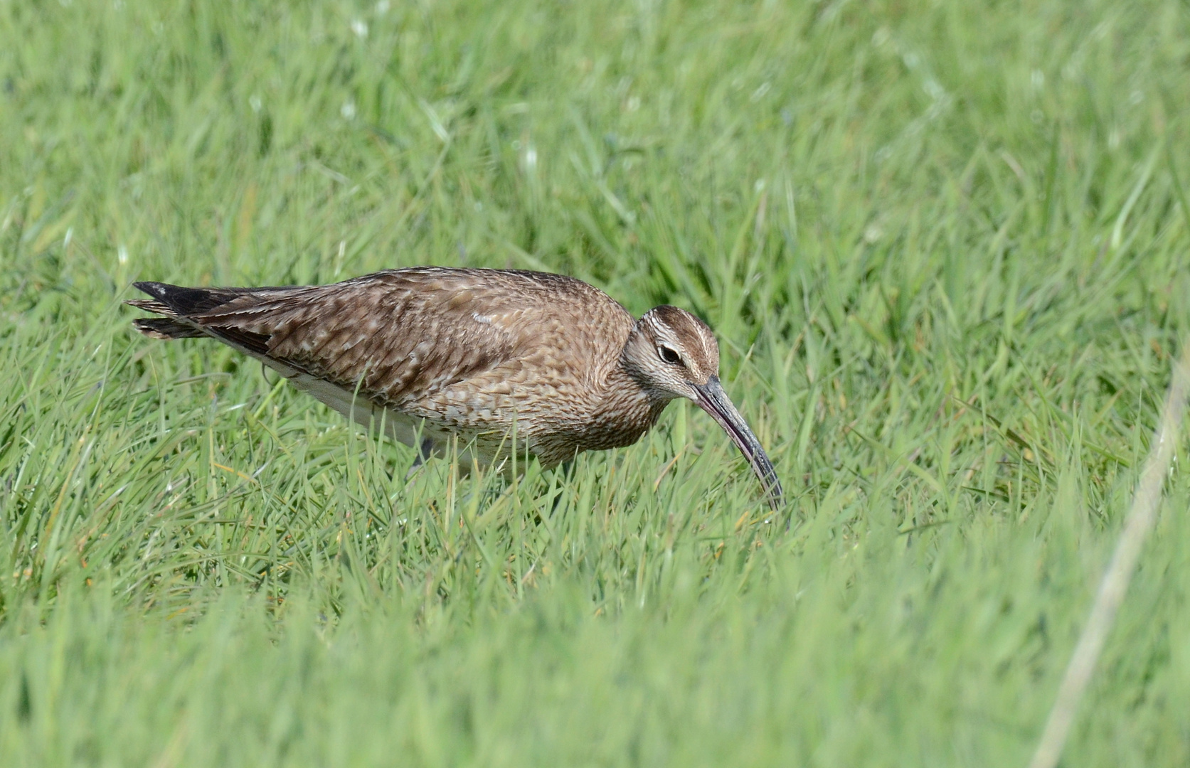 Regenbrachvogel