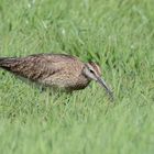 Regenbrachvogel