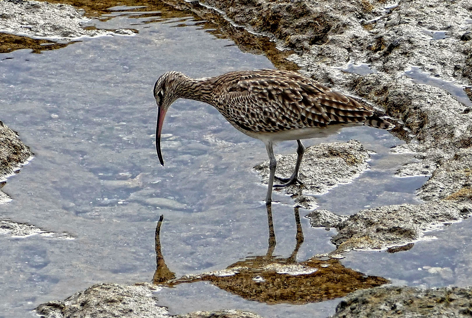 Regenbrachvogel