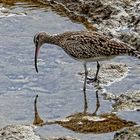 Regenbrachvogel