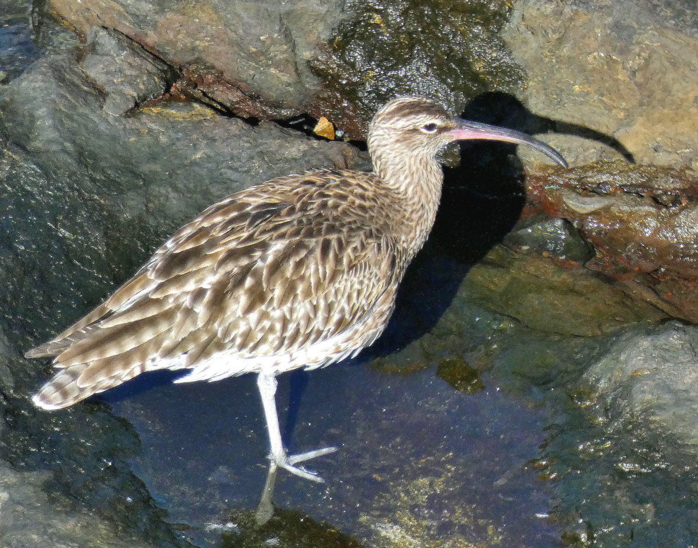 Regenbrachvogel 