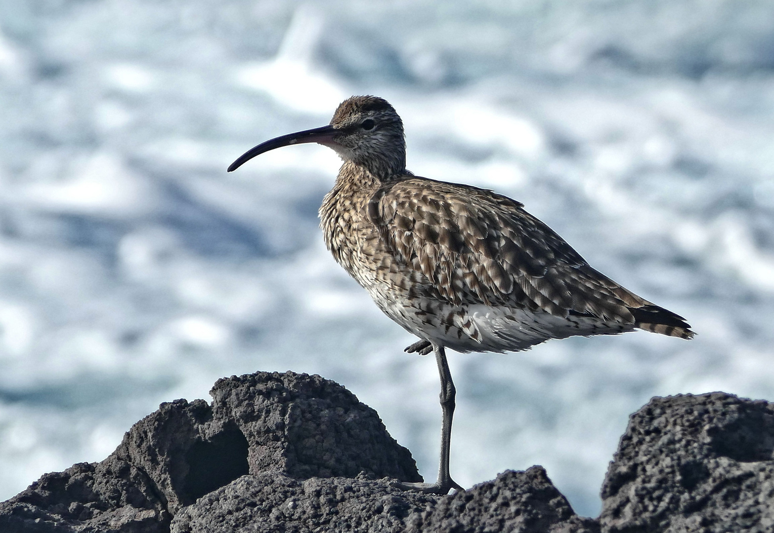 Regenbrachvogel