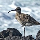 Regenbrachvogel