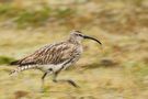 Regenbrachvogel von BeHo 