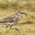 Regenbrachvogel