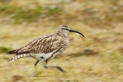 Regenbrachvogel