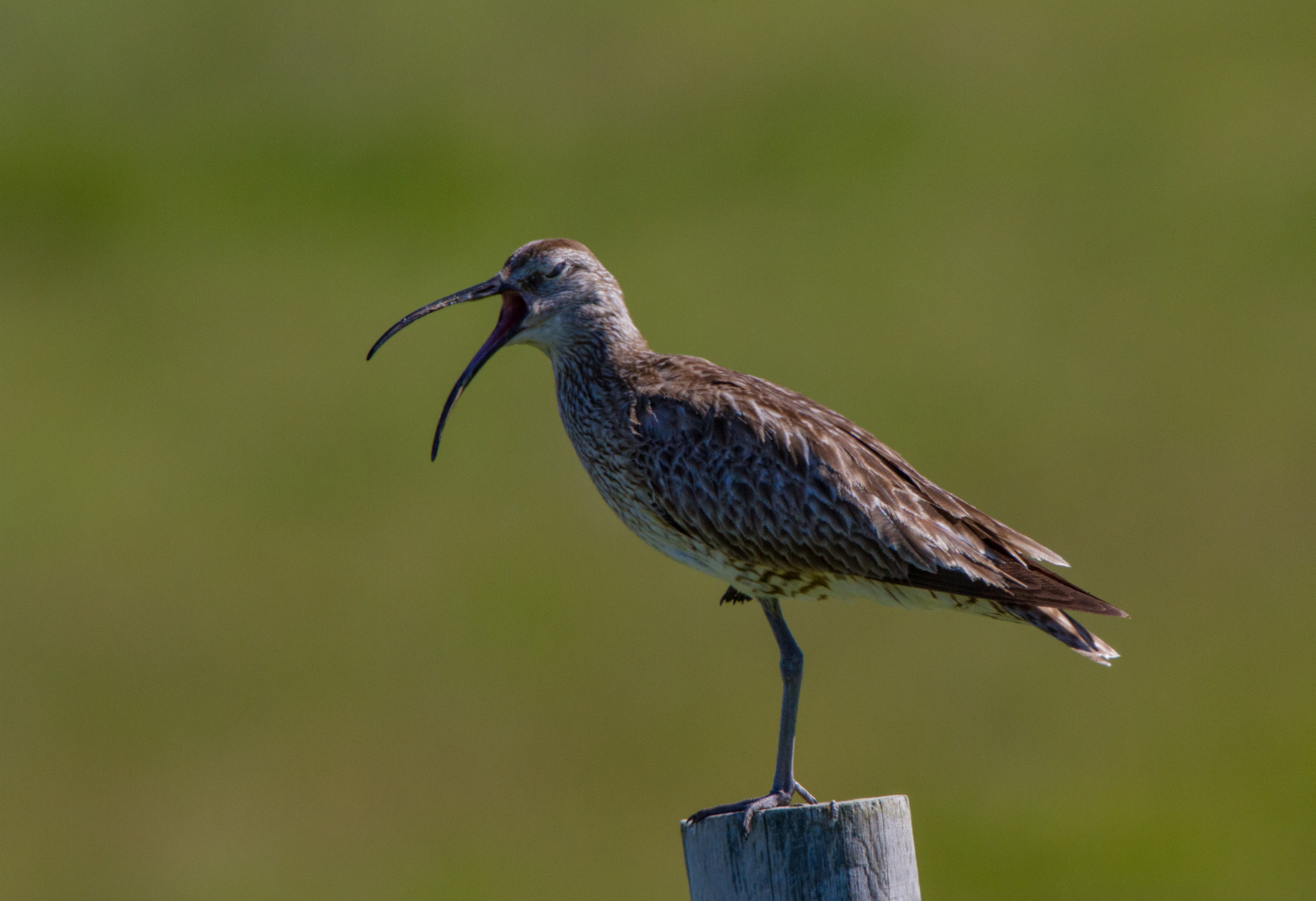 Regenbrachvogel