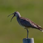 Regenbrachvogel