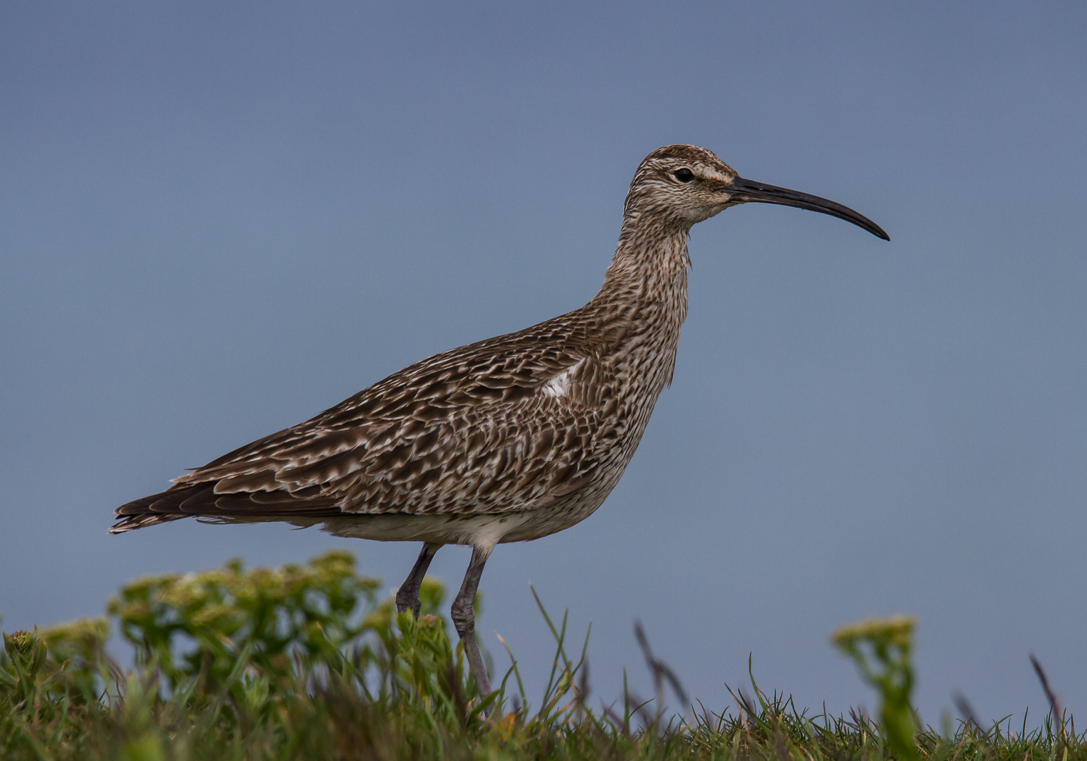 Regenbrachvogel