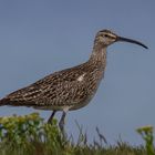 Regenbrachvogel