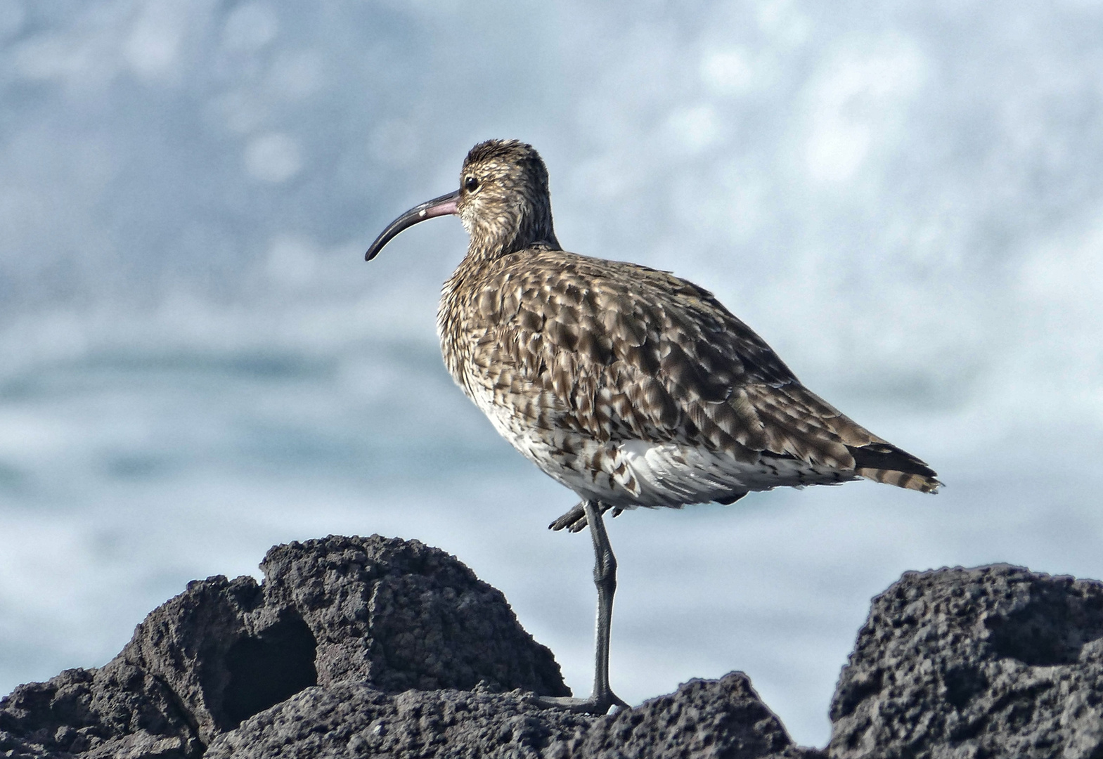 Regenbrachvogel