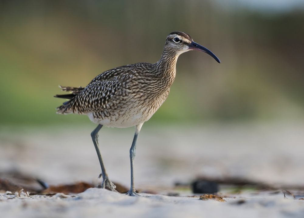 Regenbrachvogel