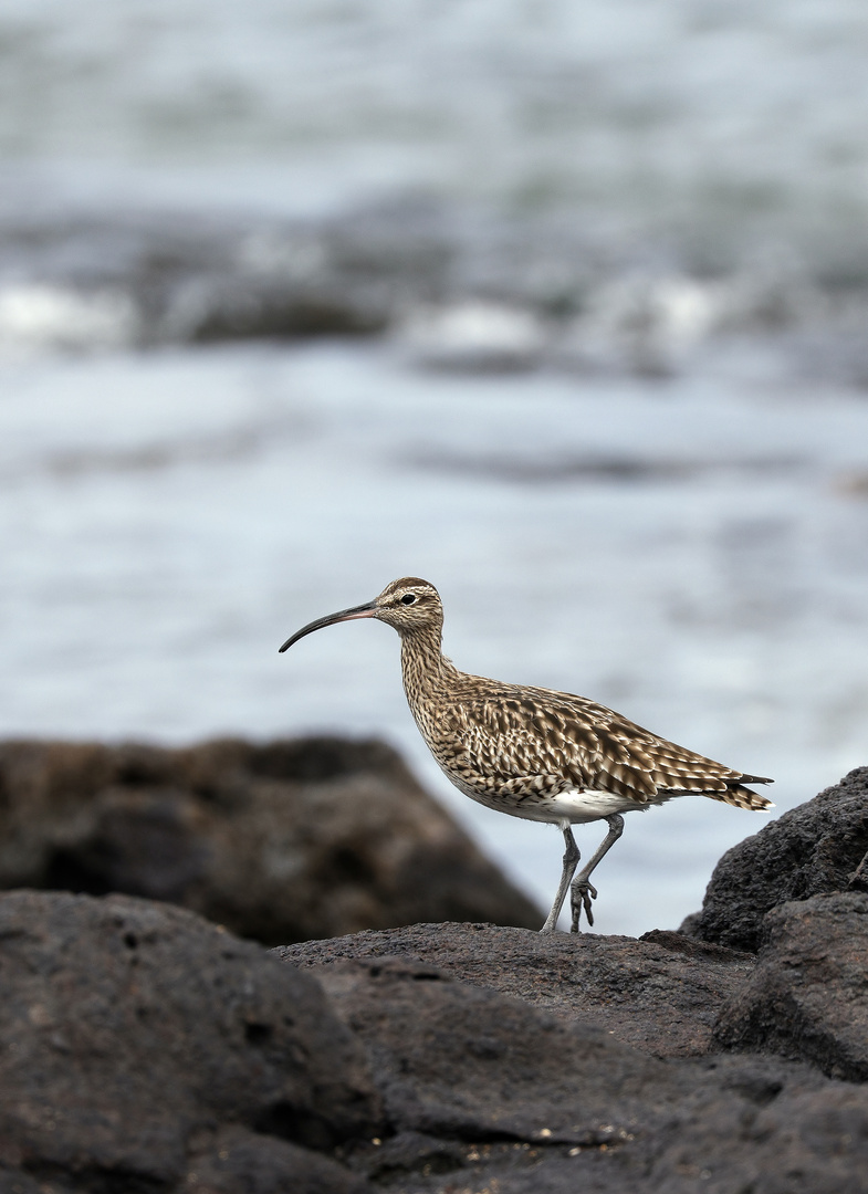 Regenbrachvogel