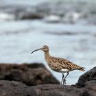 Regenbrachvogel