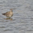 ...Regenbrachvogel...