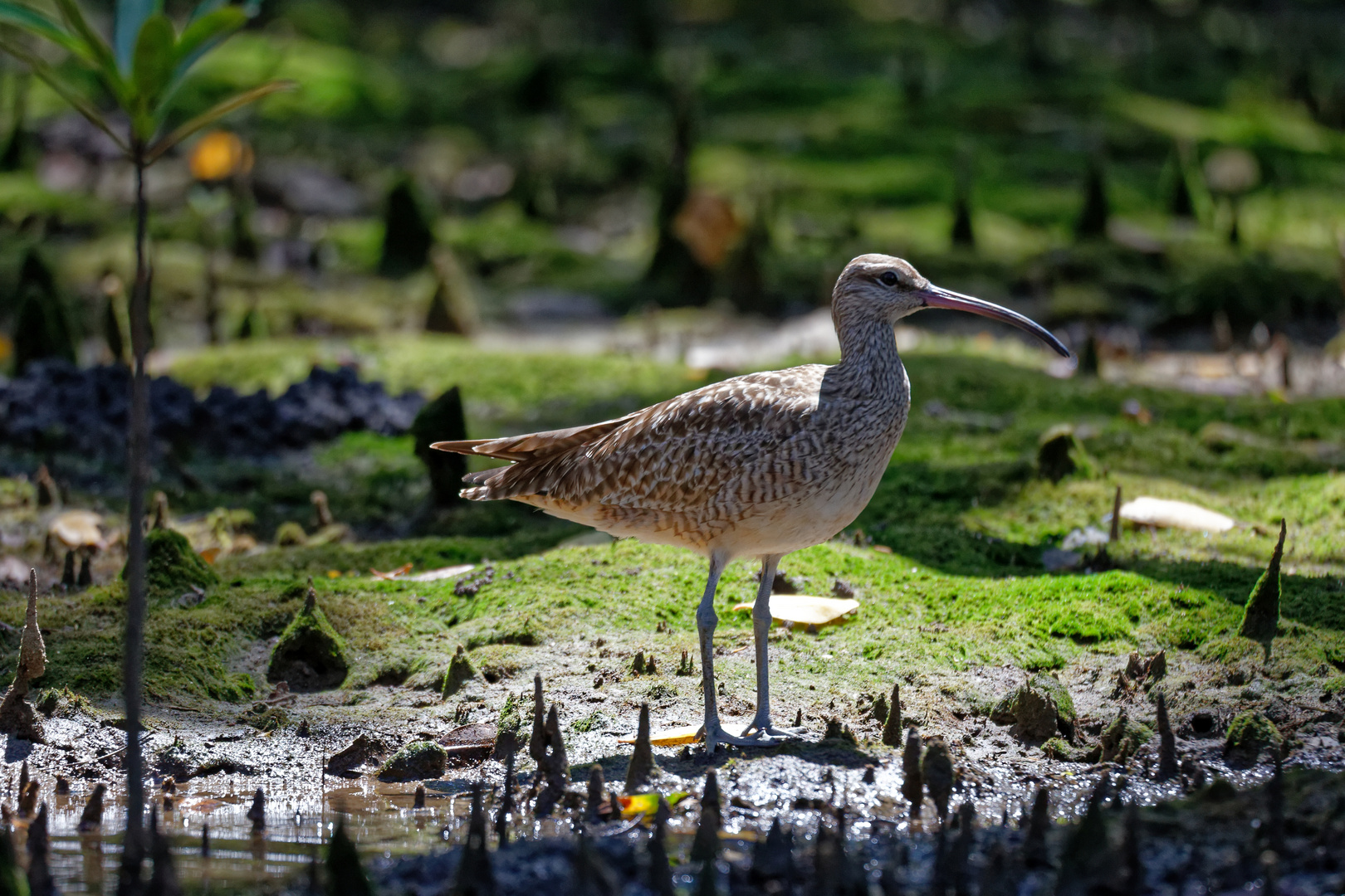 Regenbrachvogel