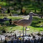 Regenbrachvogel