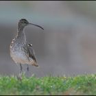 ~Regenbrachvogel~