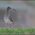 ~Regenbrachvogel~