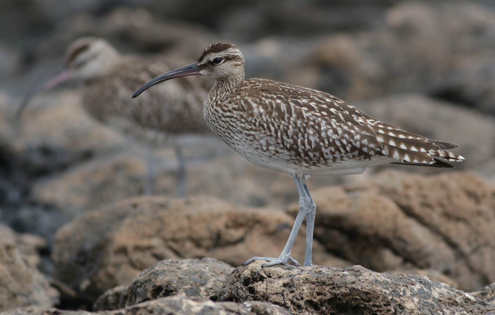 Regenbrachvogel