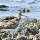 Regenbrachvogel am Ufer des Atlantik. 