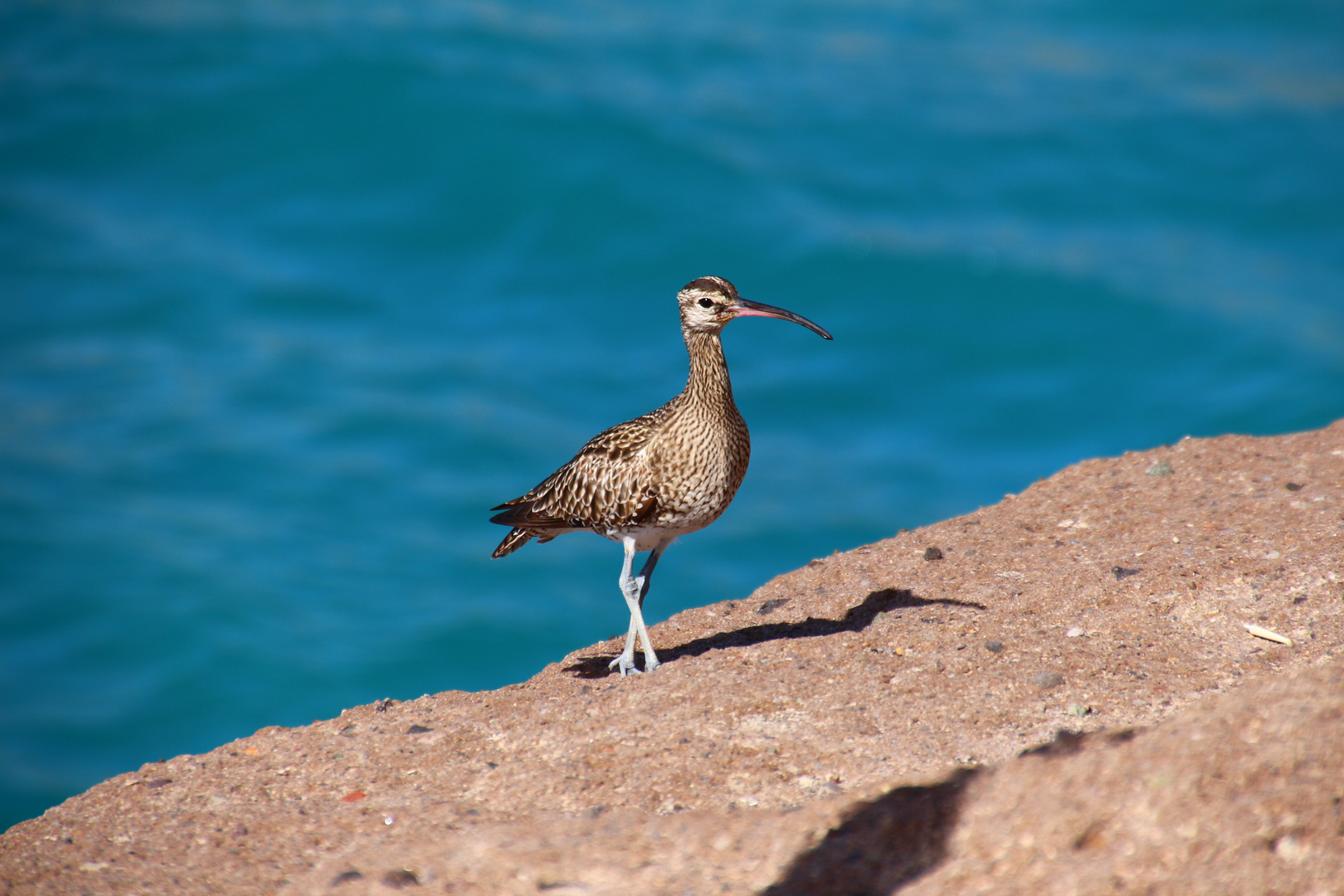 Regenbrachvogel an der Küste Teneriffas