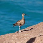 Regenbrachvogel an der Küste Teneriffas